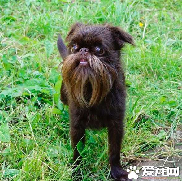 被称为老公公狗的坚果 长胡子却成为它受欢迎的标志