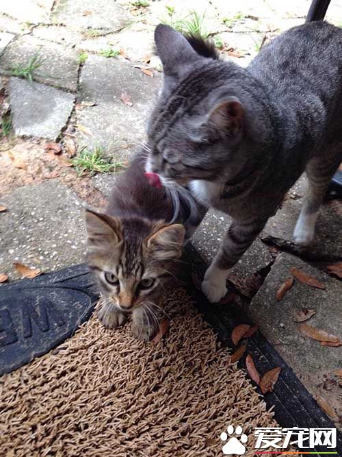超暖心！虎斑浪猫散步捡来小浪猫 想要猫奴一起收编
