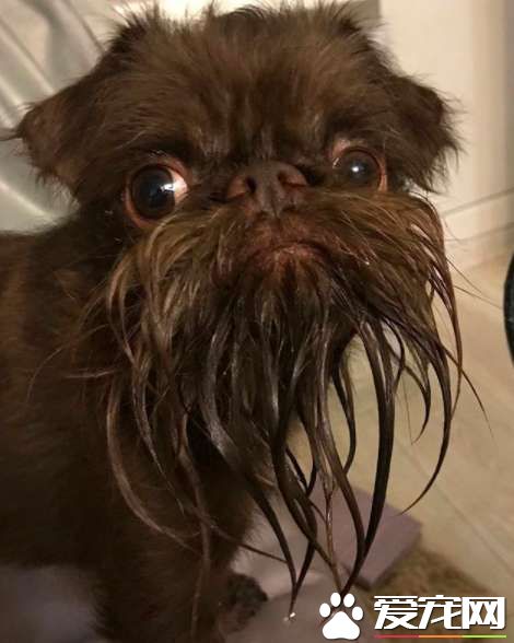 被称为老公公狗的坚果 长胡子却成为它受欢迎的标志