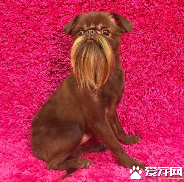 被称为老公公狗的坚果 长胡子却成为它受欢迎的标志