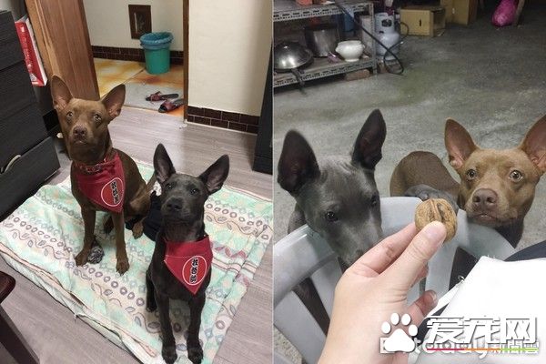 有趣的狗狗吃食照片被po出  来了解照片背后的故事