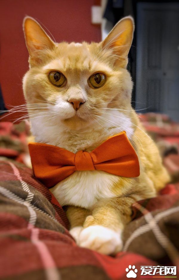 超励志!慵懒胖猫咪减肥三年 成功变身结实瘦猫