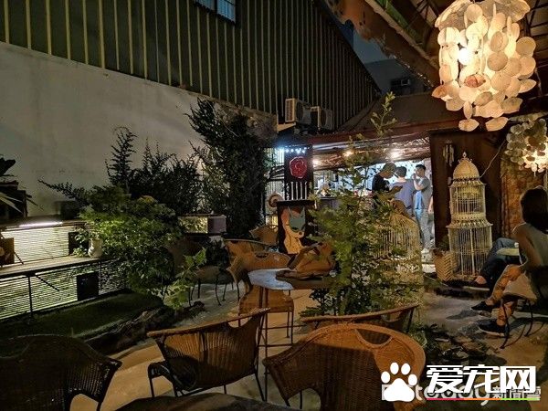 佛系经营方式的猫咖啡厅 现任店长背后故事超感人