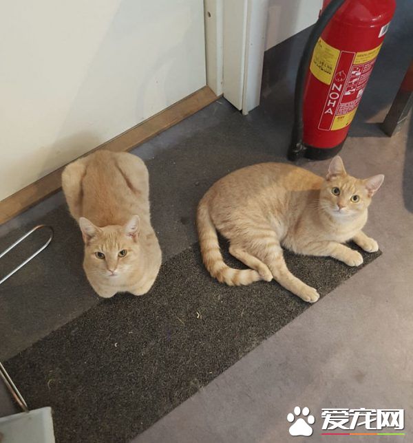 看！一位工作在猫咪收容所的女生对猫咪的爆料