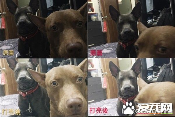 有趣的狗狗吃食照片被po出  来了解照片背后的故事