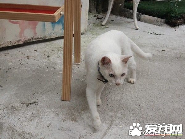 佛系经营方式的猫咖啡厅 现任店长背后故事超感人