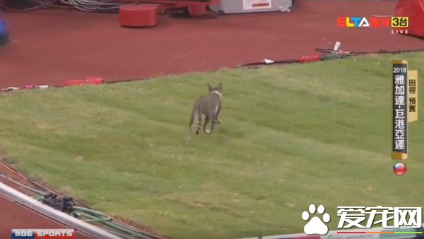 有趣！猫咪也来光顾印尼亚运 可爱身影让人忍俊不禁