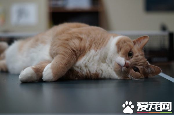 超励志!慵懒胖猫咪减肥三年 成功变身结实瘦猫