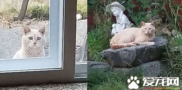 放饭官和不愿进屋的猫咪来日方长