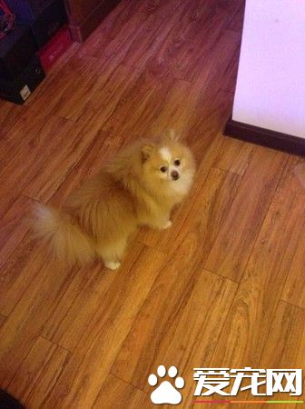 超有趣的博美狗 剃毛后气到站立行走