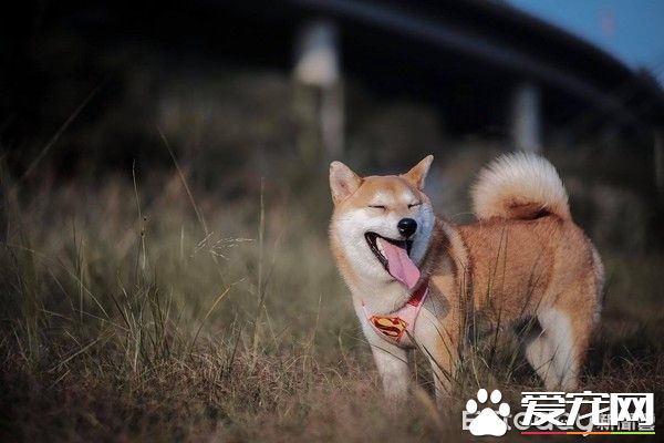 超窝心！狗狗和爸爸默契十足 听声便能迎接爸爸