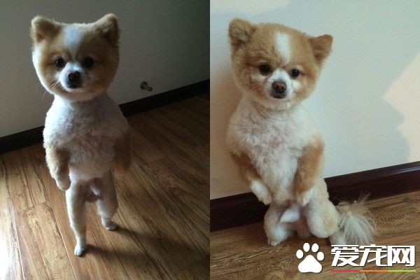 超有趣的博美狗 剃毛后气到站立行走