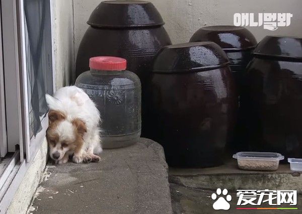 可怜汪汪始终不放弃  因病被弃却依旧等主人接它回家