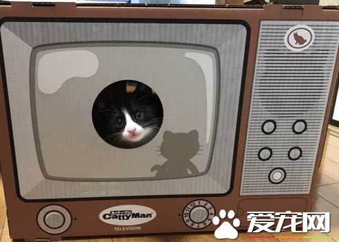 日本新推电视造型的猫屋  见过像贞子的猫咪么