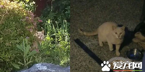 放饭官和不愿进屋的猫咪来日方长