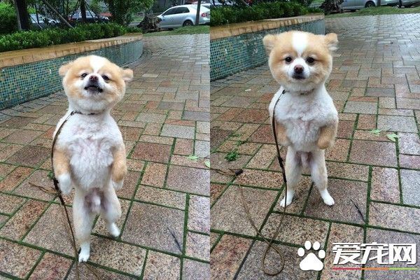 超有趣的博美狗 剃毛后气到站立行走