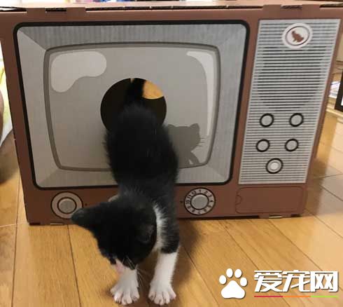 日本新推电视造型的猫屋  见过像贞子的猫咪么