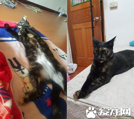 猫咪百香果爱收藏   一大堆瓶盖正在被集齐