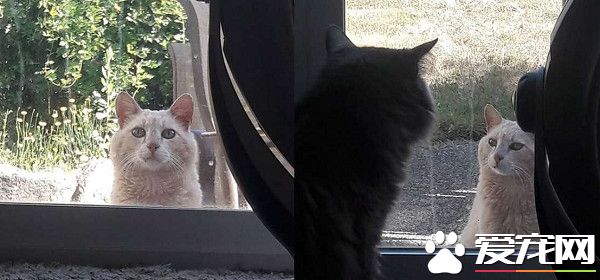 放饭官和不愿进屋的猫咪来日方长