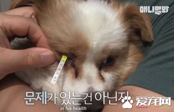 可怜汪汪始终不放弃  因病被弃却依旧等主人接它回家