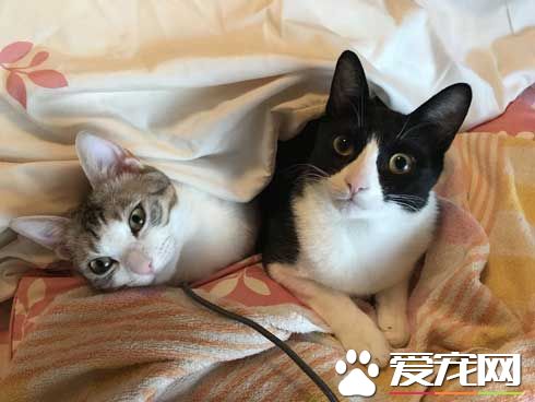 日本新推电视造型的猫屋  见过像贞子的猫咪么