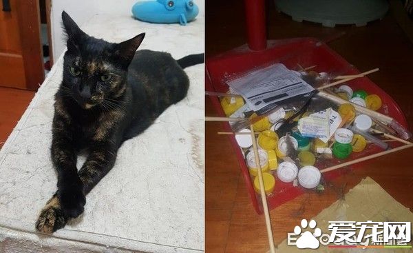 猫咪百香果爱收藏   一大堆瓶盖正在被集齐
