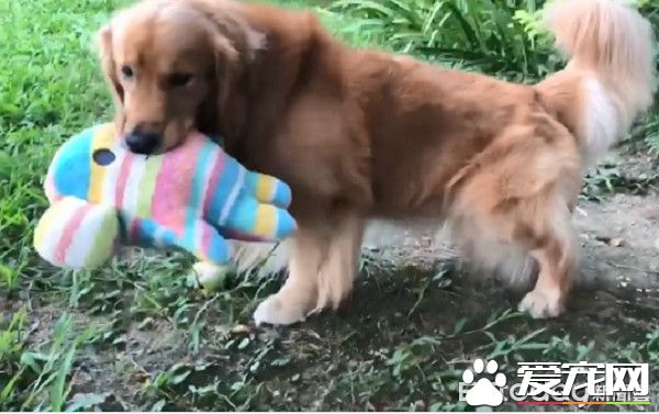 超搞笑！黄金猎犬的拿手绝活每接必漏