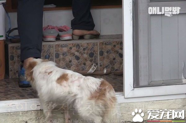 可怜汪汪始终不放弃  因病被弃却依旧等主人接它回家