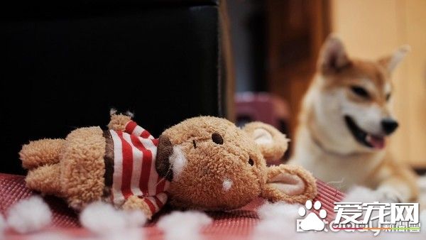 超窝心！狗狗和爸爸默契十足 听声便能迎接爸爸