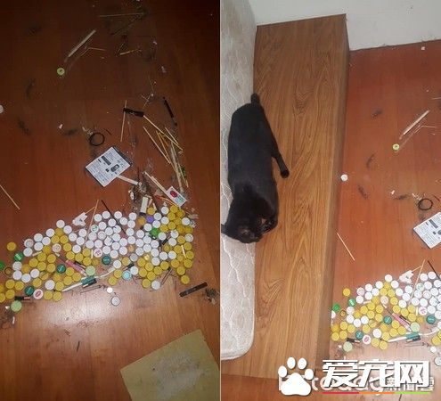 猫咪百香果爱收藏   一大堆瓶盖正在被集齐