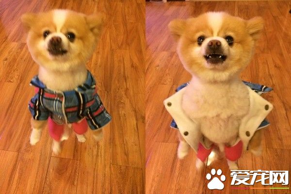 超有趣的博美狗 剃毛后气到站立行走