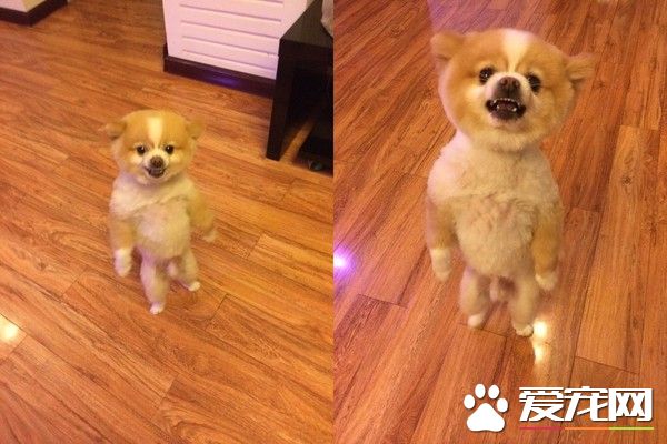 超有趣的博美狗 剃毛后气到站立行走