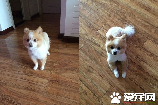 超有趣的博美狗 剃毛后气到站立行走