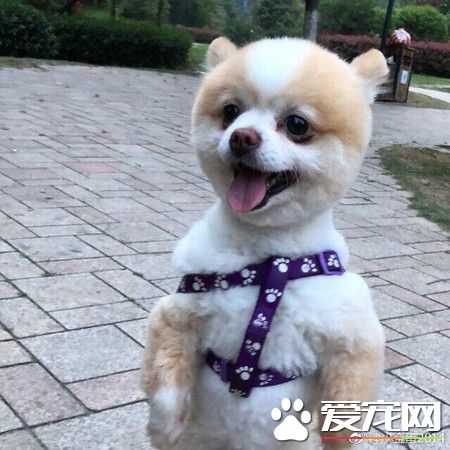 超有趣的博美狗 剃毛后气到站立行走