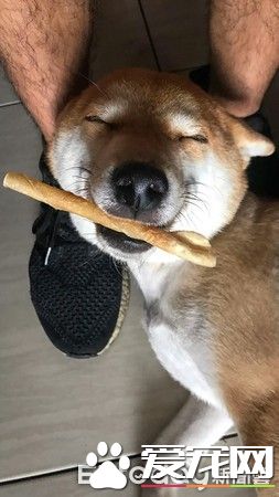 超窝心！狗狗和爸爸默契十足 听声便能迎接爸爸