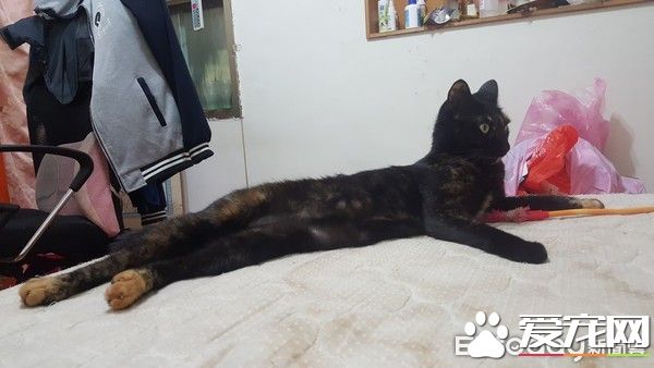 猫咪百香果爱收藏   一大堆瓶盖正在被集齐