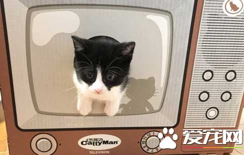 日本新推电视造型的猫屋  见过像贞子的猫咪么