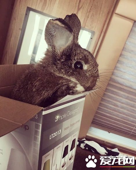 疯狂亚洲富豪女主 银幕上强势私下却是十足兔奴