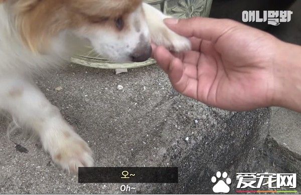 可怜汪汪始终不放弃  因病被弃却依旧等主人接它回家