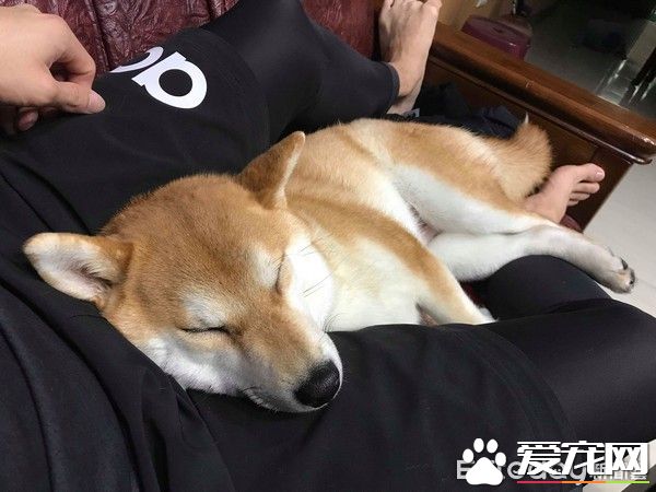 超窝心！狗狗和爸爸默契十足 听声便能迎接爸爸