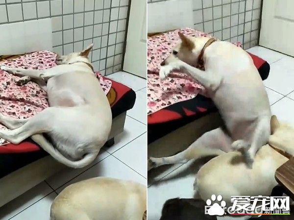 米克斯睡觉突发爆笑意外却佯装镇定 不想麻麻已录像