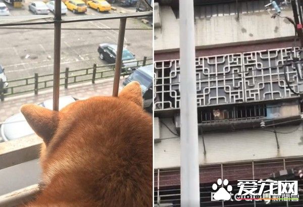 超窝心！狗狗和爸爸默契十足 听声便能迎接爸爸