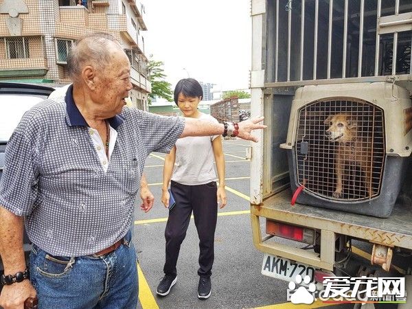 老人与狗 高龄老人不舍送高龄狗动保处