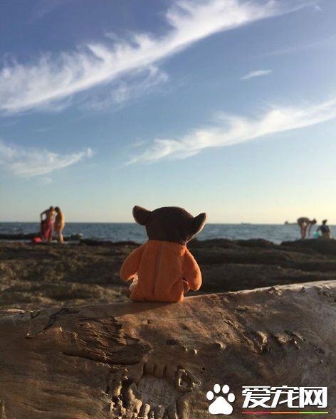 主人出门旅猫咪不舍主人 将爱心娃娃丢给主人