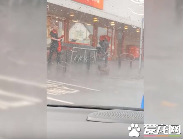 超有爱!狗狗大雨中等主人 好心男子脱外套为狗狗保暖