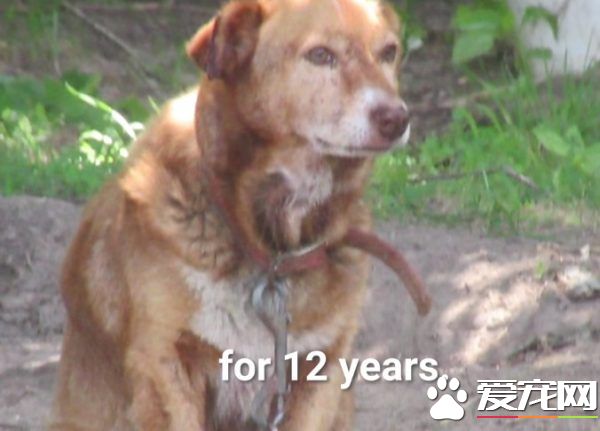 长年被拴的威利小姐 在生命最后时刻体验了快乐