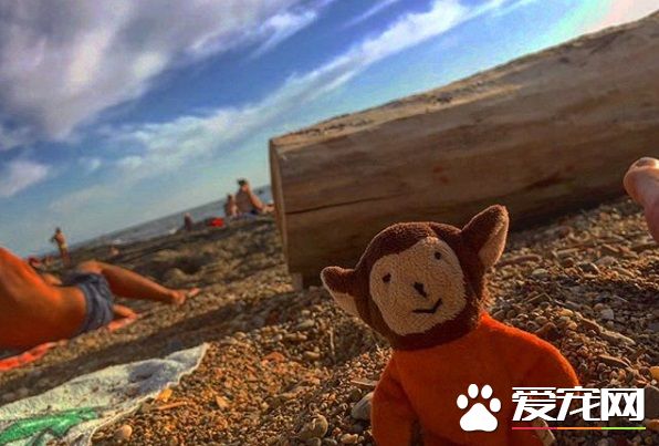 主人出门旅猫咪不舍主人 将爱心娃娃丢给主人