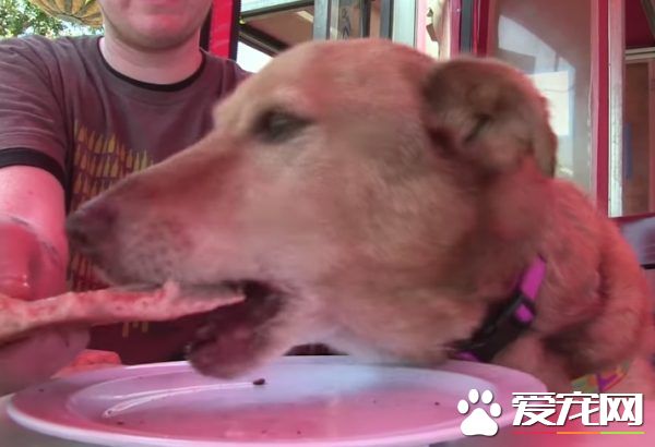 长年被拴的威利小姐 在生命最后时刻体验了快乐