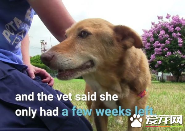 长年被拴的威利小姐 在生命最后时刻体验了快乐