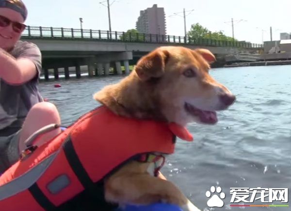 长年被拴的威利小姐 在生命最后时刻体验了快乐